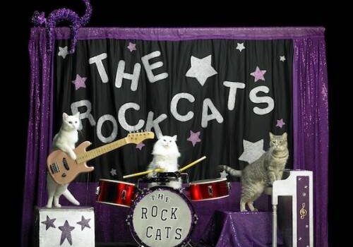 Le célèbre cirque de chats Acro-Cats est de retour à Montréal du 22 au 25 août 2013!