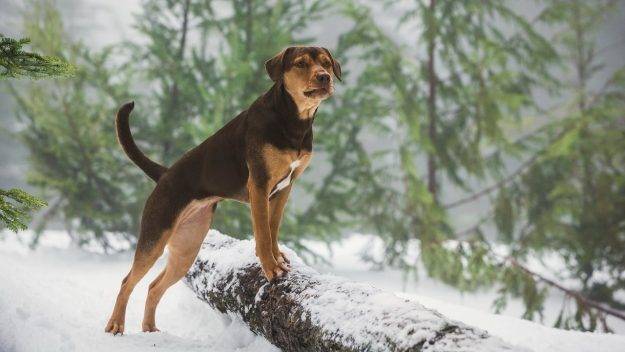 «L’incroyable aventure de Bella» (A Dog’s Way Home) de W. Bruce Cameron